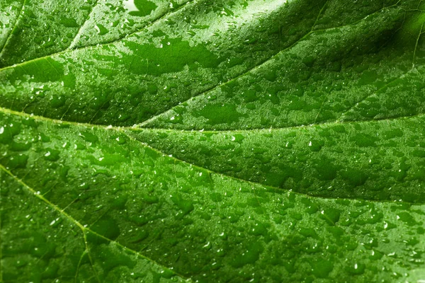 Texture Bright Green Leaf Water Drops Closeup View — Stock Photo, Image