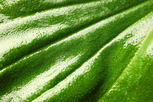 Texture Bright Green Leaf Closeup View — Stock Photo, Image