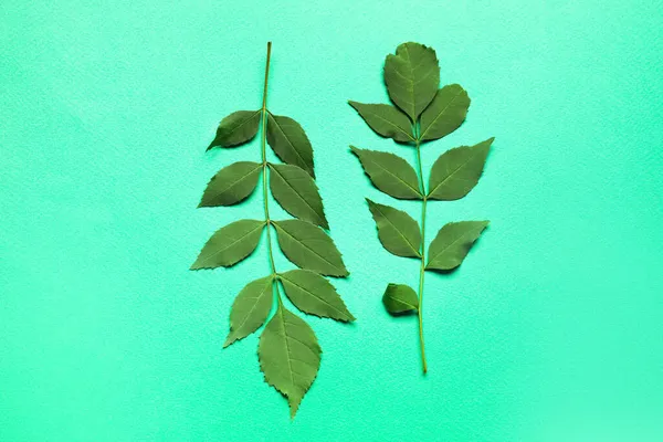 Renkli arkaplanda yeşil tropikal dallar