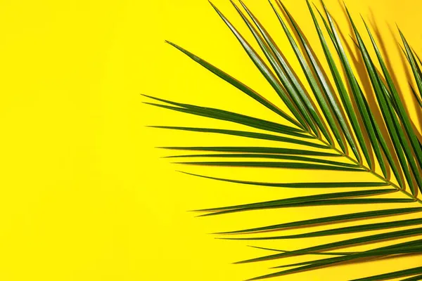 Foglia Palma Tropicale Verde Sfondo Colore — Foto Stock