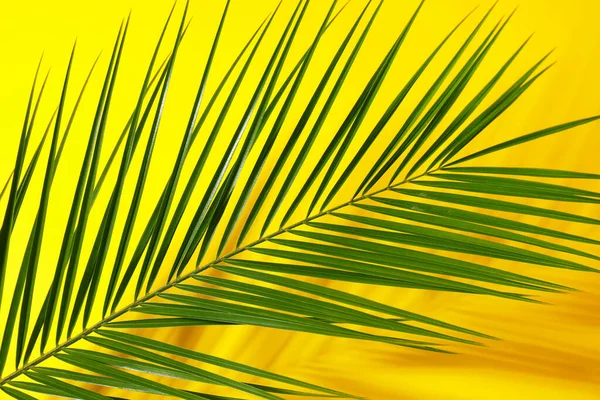 Renkli Arka Planı Yeşil Tropikal Palmiye Yaprağı — Stok fotoğraf