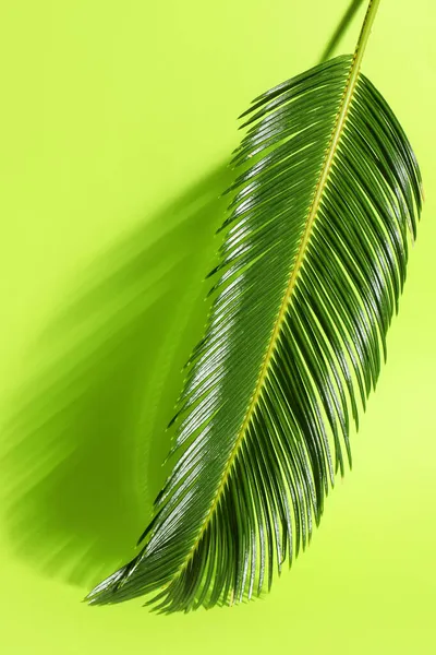 Feuille Palmier Tropicale Verte Sur Fond Couleur — Photo