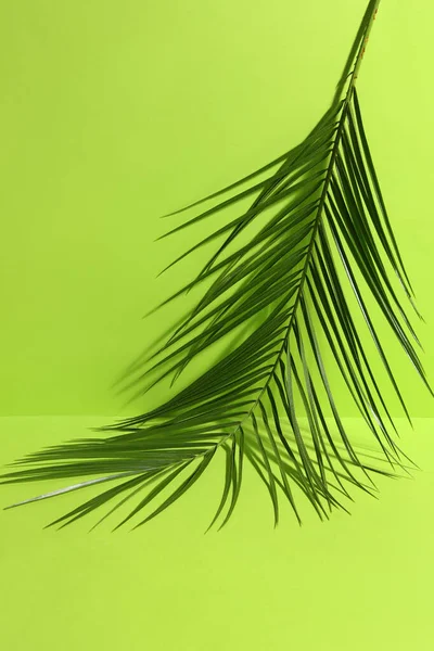 Feuille Palmier Vert Sur Fond Couleur — Photo