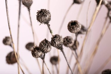 Açık arkaplanda güzel kurumuş çiçekler, yakın plan.