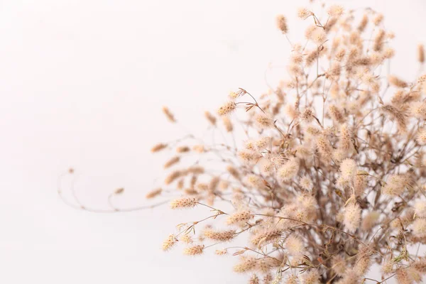 Beautiful Dried Spikelets Light Background Closeup — Stock Photo, Image