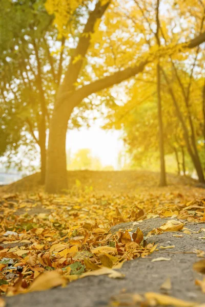 Beautiful Alley Autumn Leaves City Park — Stock Photo, Image