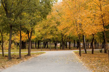 Sonbahar parkında güzel bir ara sokak.