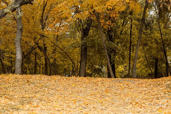 Krásná Ulička Podzimními Listy Městském Parku — Stock fotografie
