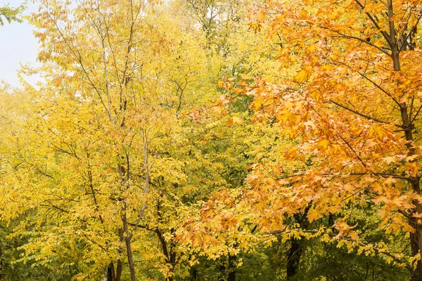 Деревья Жёлтыми Осенними Листьями — стоковое фото