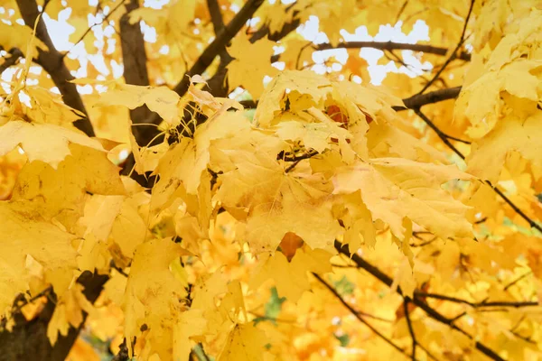 Κλαδιά Κίτρινα Φθινοπωρινά Φύλλα Σφενδάμου — Φωτογραφία Αρχείου