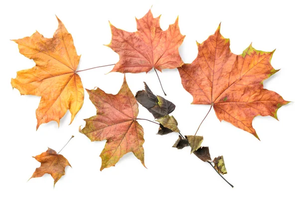 Getrocknete Herbstblätter Isoliert Auf Weißem Hintergrund — Stockfoto