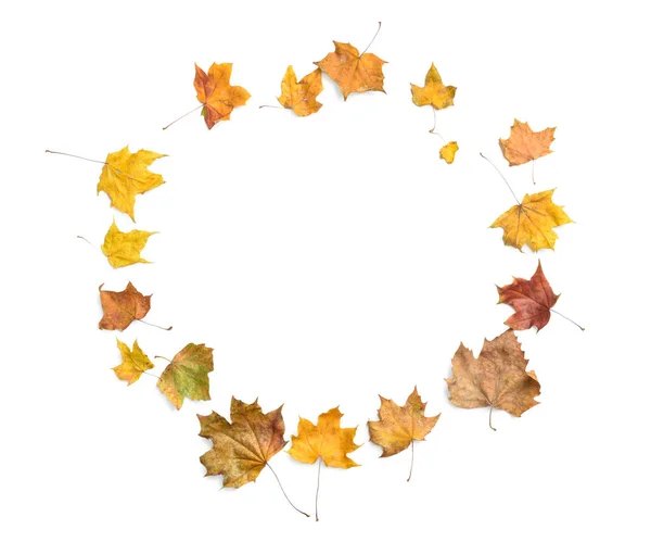 Frame Made Dried Autumn Leaves White Background — Stock Photo, Image