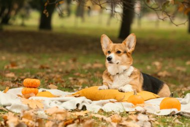 Sonbahar parkında balkabaklı şirin bir köpek. Şükran Günü kutlaması