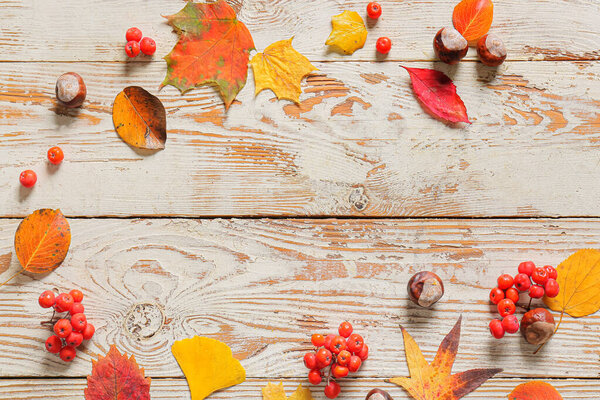 Beautiful autumn leaves, rowan berries and chestnuts on light wooden background, closeup