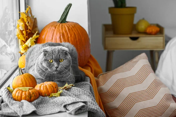 Cute Cat Autumn Leaves Pumpkins Window Sill Thanksgiving Day Celebration — Stock Photo, Image
