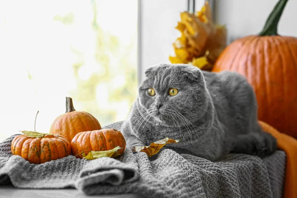 Cute Cat Autumn Leaves Pumpkins Window Sill Thanksgiving Day Celebration — Stock Photo, Image
