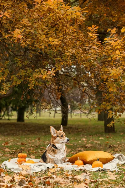 Netter Hund Mit Kürbissen Herbst Park Erntedankfest — Stockfoto