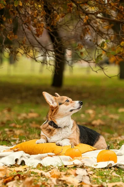Netter Hund Mit Kürbissen Herbst Park Erntedankfest — Stockfoto