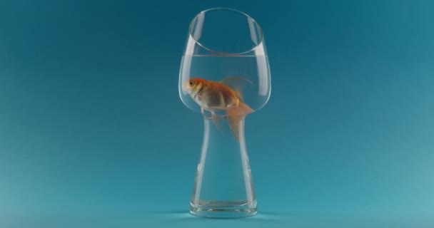 Beautiful Gold Fish Glass Color Background — Stock Video