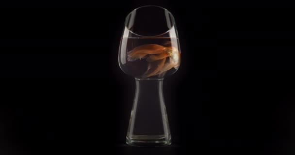 Schöne Goldfische Glas Auf Schwarzem Hintergrund — Stockvideo
