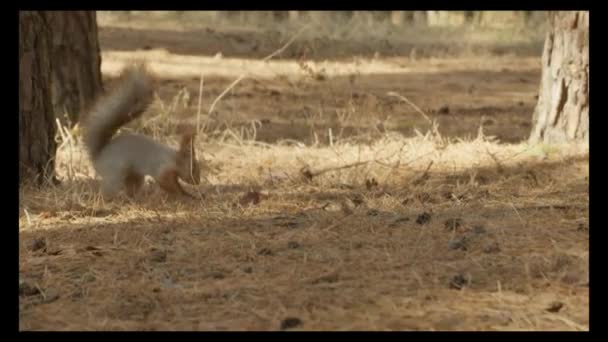 可爱的红松鼠在森林里 — 图库视频影像