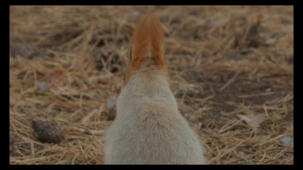 可爱的红松鼠在森林里 — 图库视频影像
