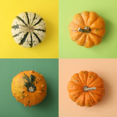 Renkli arkaplanda farklı olgun balkabakları