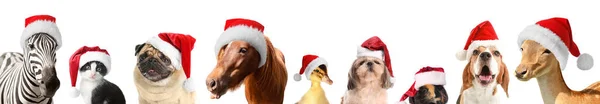 Animales Lindos Los Sombreros Santa Claus Sobre Fondo Blanco — Foto de Stock