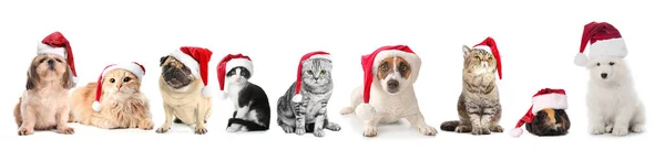 Cute Animals Santa Claus Hats White Background — Stock Photo, Image