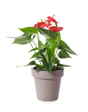 Beyaz arkaplandaki kapta bulunan Anthurium çiçeği