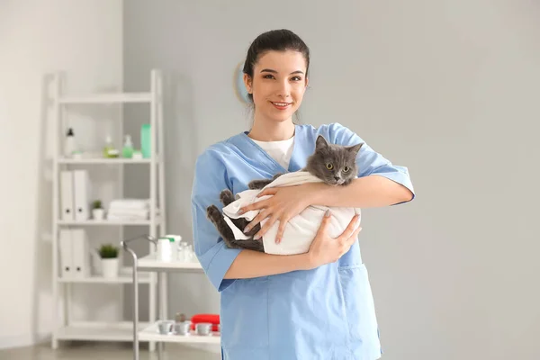 診療所で灰色の猫を飼っている女性獣医師 — ストック写真