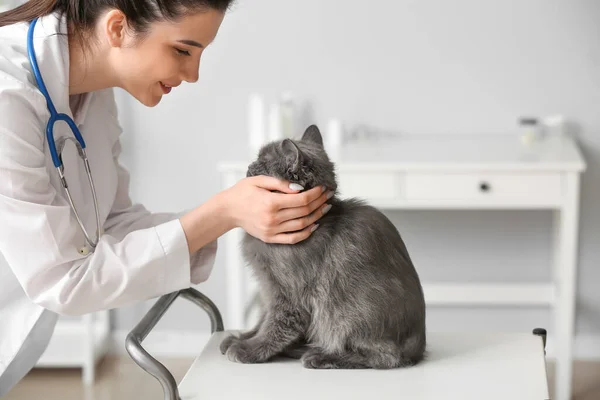Γυναίκα Κτηνίατρος Εξέταση Χαριτωμένο Γκρι Γάτα Στην Κλινική — Φωτογραφία Αρχείου