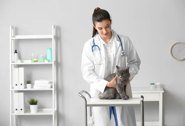 Γυναίκα Κτηνίατρος Εξέταση Χαριτωμένο Γκρι Γάτα Στην Κλινική — Φωτογραφία Αρχείου