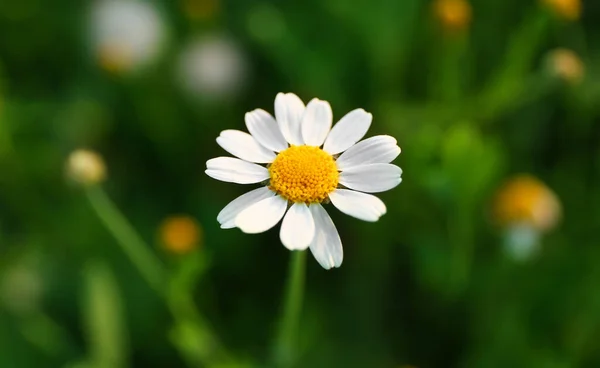 Beautiful Chamomile Flower Green Field Closeup — Stock Photo, Image