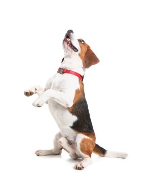 Beyaz arka planda oturan sevimli Beagle köpeği.