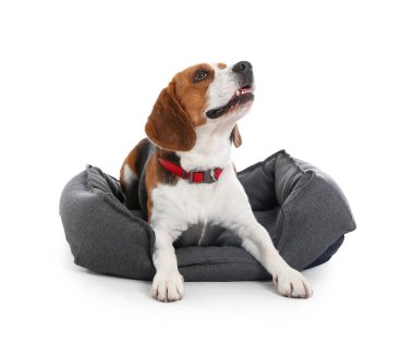 Sevimli Beagle köpeği beyaz arka planda evcil hayvan yatağında yatıyor.