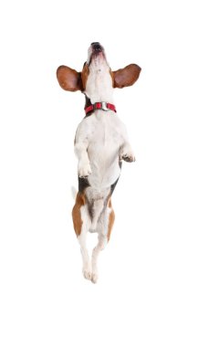 Beyaz arka planda zıplayan sevimli Beagle köpeği.