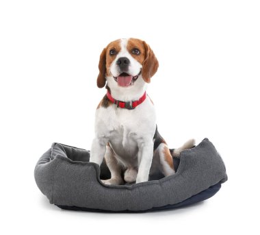 Beyaz arka planda evcil hayvan yatağında oturan sevimli Beagle köpeği.