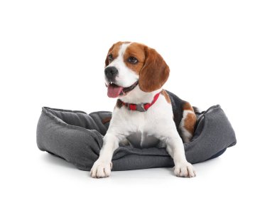 Sevimli Beagle köpeği beyaz arka planda evcil hayvan yatağında yatıyor.
