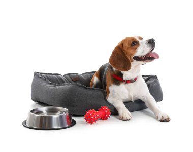 Beyaz arka planda evcil yatağı, kasesi ve oyuncağı olan sevimli Beagle köpeği.