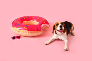 Şişirilebilir yüzüklü ve pembe arka planda güneş gözlüklü sevimli Beagle köpeği.
