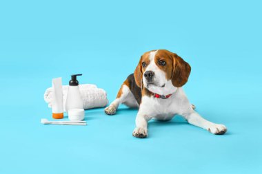 Mavi arka planda banyo malzemeleri olan sevimli Beagle köpeği.
