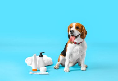 Mavi arka planda banyo malzemeleri olan sevimli Beagle köpeği.