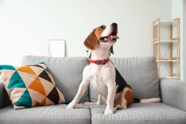 Evdeki kanepede oturan sevimli av köpeği.