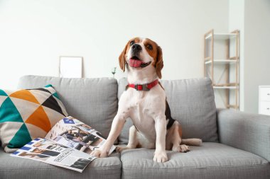 Evde kanepede dergi ile oturan sevimli Beagle köpeği.