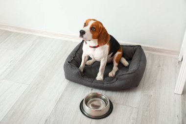 Sevimli Beagle köpeği evcil hayvan yatağında, ışık duvarının yanında oturuyor.