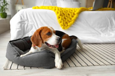 Sevimli Beagle köpeği evcil hayvan yatağında yatıyor.
