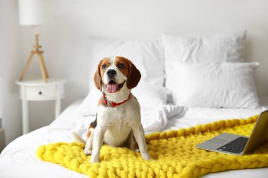 Evde yatakta oturan sevimli Beagle köpeği.