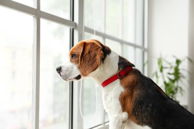 Evde pencerenin yanında sevimli bir Beagle köpeği var.