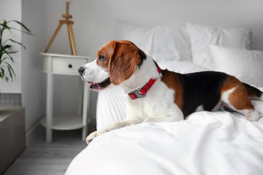 Tatlı Beagle köpeği evde yatakta yatıyor.